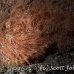 frogfish_hairy_ta_hsb_r_h_0272_kom5260.jpg